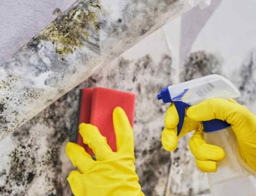 How to Clean Molds and Mildew