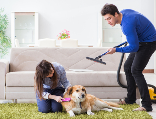 A Cleaning Guide for Pet Owners