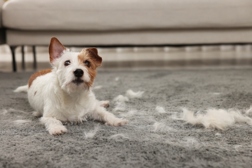 How do I get rid of pet hair in my house